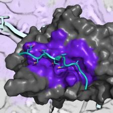 Rutgers Researchers Aim to 'Edit' Proteins in Humans and Attain Insight into Illness